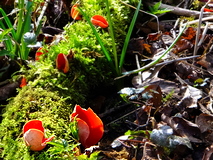 Kelchbecherlinge auf Moos
