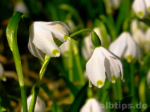 Märzenbecher beisst Märzenbecher