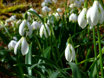 Schneeglöckchen neben Märzenbechern
