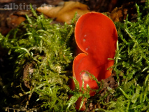 Zinnoberroter Kelchbecherling