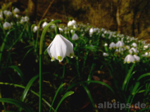 Teppich aus Märzenbechern