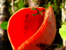 Zinnoberroter Kelchbecherling