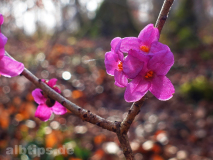Seidelbast am steilen Aufstieg