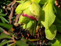 Hummel an stinkender Nieswurz