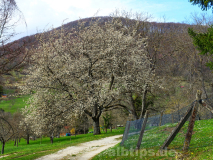 Weg durch die Streuobstwiesen