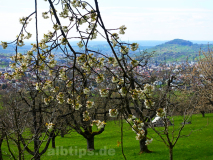 Blüten vor Hofbühl