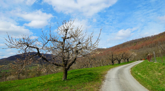 Vom Paradiesweg durch Streuobstwiesen
